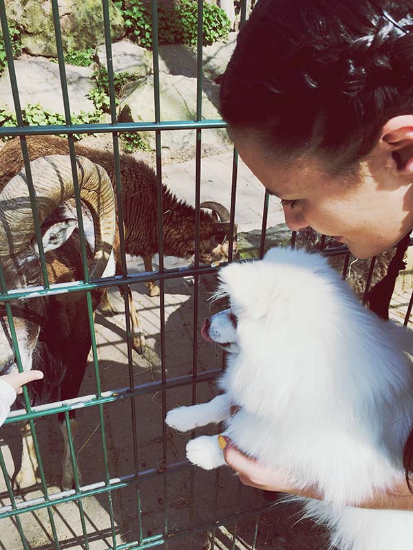 Tierheimsponsoring als Baustein für artgerechte Grundversorgung